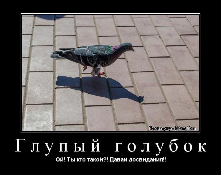 Глупый голубок Ой! Ты кто такой?! Давай досвидания!!... Котоматрица: Глупый голубок Ой! Ты кто такой?! Давай досвидания!!