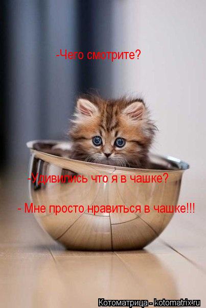 -Чего смотрите? -Удивились что я в чашке? - Мне просто нравиться в чашке!!!... Котоматрица: -Чего смотрите? -Удивились что я в чашке? - Мне просто нравиться в чашке!!!