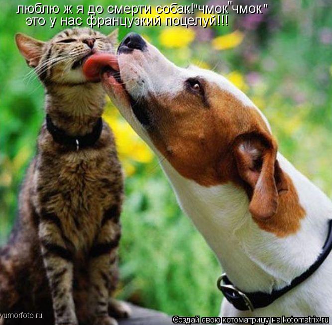 люблю ж я до смерти собак! чмок чмок это у нас французкий поцелуй!!! " " "... Котоматрица: люблю ж я до смерти собак! чмок чмок это у нас французкий поцелуй!!! " " "