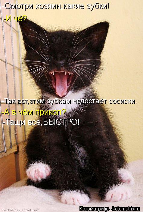 -И чё? -Так вот,этим зубкам недостаёт сосиски. -Смотри хозяин,какие зубки! -А в чём прикол? -Тащи всё... Котоматрица: -И чё? -Так вот,этим зубкам недостаёт сосиски. -Смотри хозяин,какие зубки! -А в чём прикол? -Тащи всё,БЫСТРО!