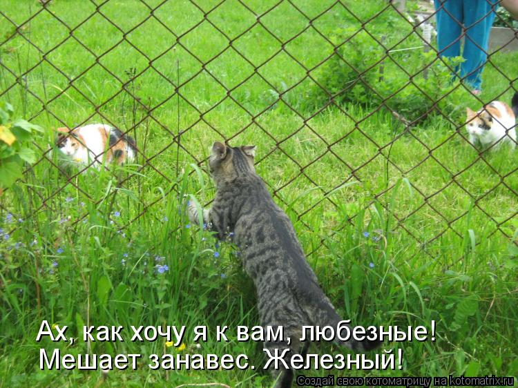 Ах, как хочу я к вам, любезные! Мешает занавес. Железный!... Котоматрица: Ах, как хочу я к вам, любезные! Мешает занавес. Железный!