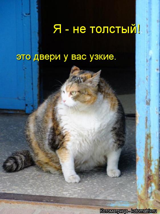 Я - не толстый! это двери у вас узкие.... Котоматрица: Я - не толстый! это двери у вас узкие.