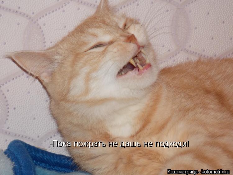 -Пока пожрать не дашь не подходи!... Котоматрица: -Пока пожрать не дашь не подходи!