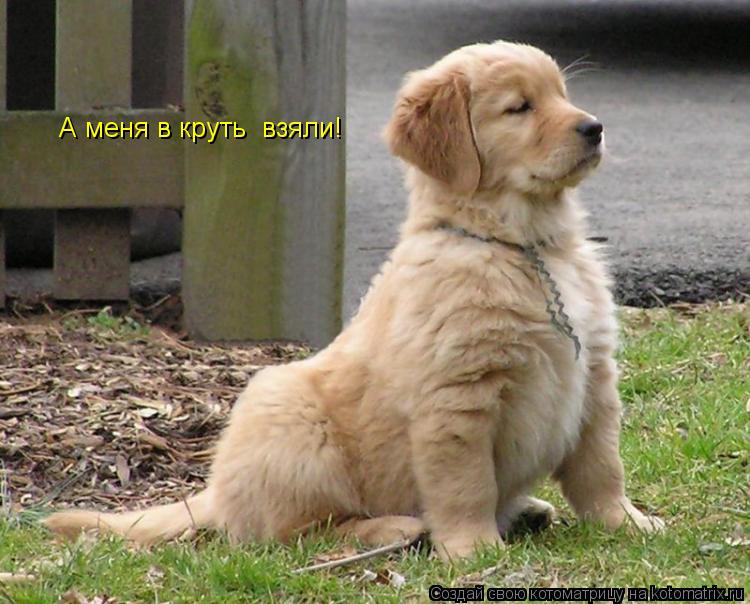 А меня в круть взяли!... Котоматрица: А меня в круть взяли!