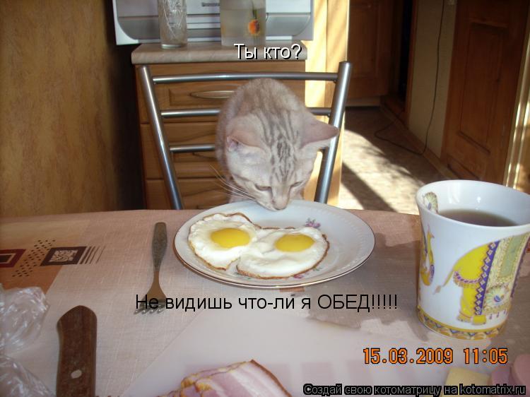 Ты кто? Не видишь что-ли я ОБЕД!!!!!... Котоматрица: Ты кто? Не видишь что-ли я ОБЕД!!!!!