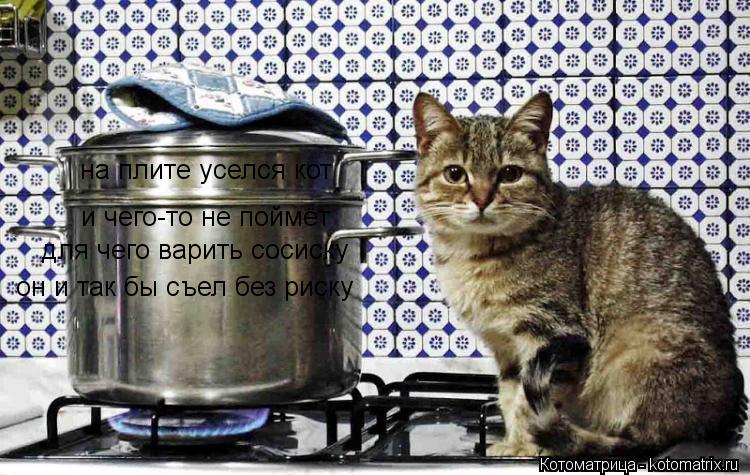 Котоматрица: на плите уселся кот и чего-то не поймёт для чего варить сосиску он и так бы съел без риску