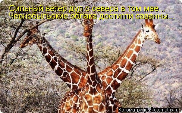 Сильный ветер дул с севера в том мае... Чернобыльские облака достигли саванны...... Котоматрица: Сильный ветер дул с севера в том мае... Чернобыльские облака достигли саванны...