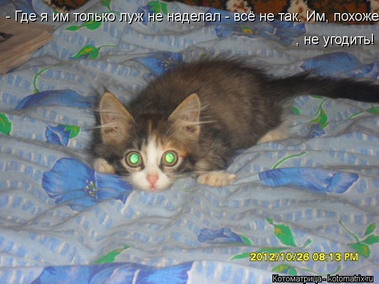 - Где я им только луж не наделал - всё не так. Им, похоже, не угодить! , не угодить!... Котоматрица: - Где я им только луж не наделал - всё не так. Им, похоже, не угодить! , не угодить!