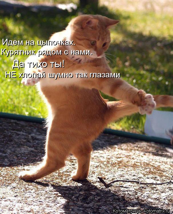 Идем на цыпочках. Курятник рядом с нами. Да тихо ты! НЕ хлопай шумно так глазами... Котоматрица: Идем на цыпочках. Курятник рядом с нами. Да тихо ты! НЕ хлопай шумно так глазами