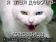 я злая девочка-красавица красавица... Котоматрица: я злая девочка-красавица красавица