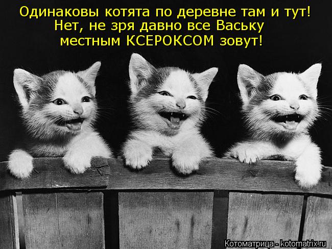 Одинаковы котята по деревне там и тут! Нет, не зря давно все Ваську местным КСЕРОКСОМ зовут!... Котоматрица: Одинаковы котята по деревне там и тут! Нет, не зря давно все Ваську местным КСЕРОКСОМ зовут!