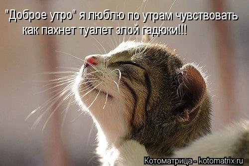 "Доброе утро" я люблю по утрам чувствовать как пахнет туалет злой гадюки!!!... Котоматрица: "Доброе утро" я люблю по утрам чувствовать как пахнет туалет злой гадюки!!!