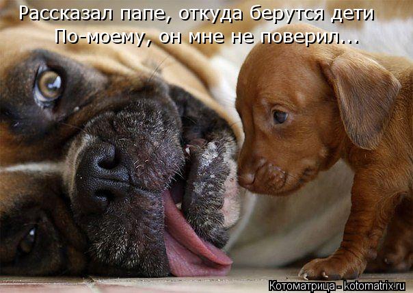 Рассказал папе, откуда берутся дети По-моему, он мне не поверил...... Котоматрица: Рассказал папе, откуда берутся дети По-моему, он мне не поверил...