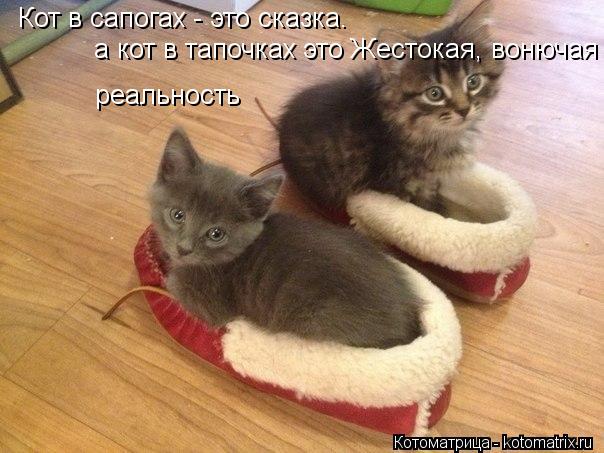 Кот в сапогах - это сказка. а кот в тапочках это Жестокая, вонючая реальность... Котоматрица: Кот в сапогах - это сказка. а кот в тапочках это Жестокая, вонючая реальность