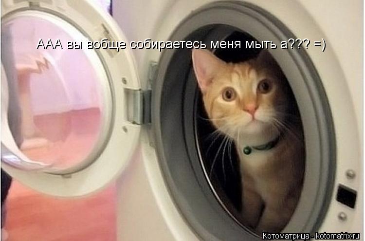 ААА вы вобще собираетесь меня мыть а??? =)... Котоматрица: ААА вы вобще собираетесь меня мыть а??? =)