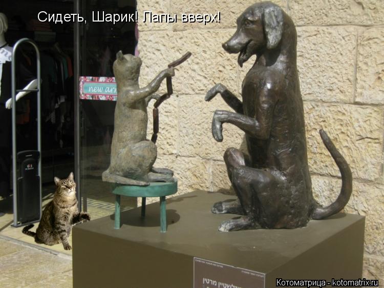 Сидеть, Шарик! Лапы вверх!... Котоматрица: Сидеть, Шарик! Лапы вверх!
