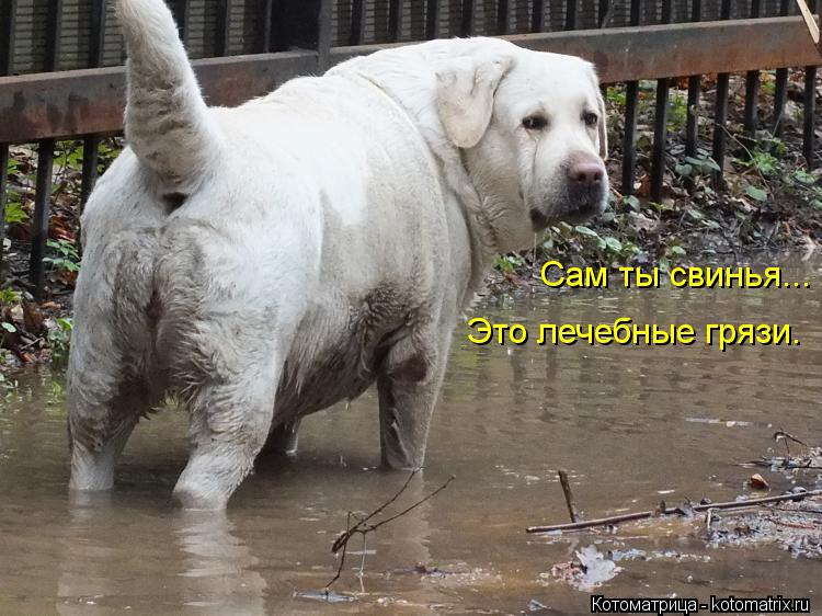 Сам ты свинья... Это лечебные грязи.... Котоматрица: Сам ты свинья... Это лечебные грязи.