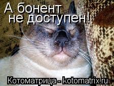 А бонент не доступен!... Котоматрица: А бонент не доступен!