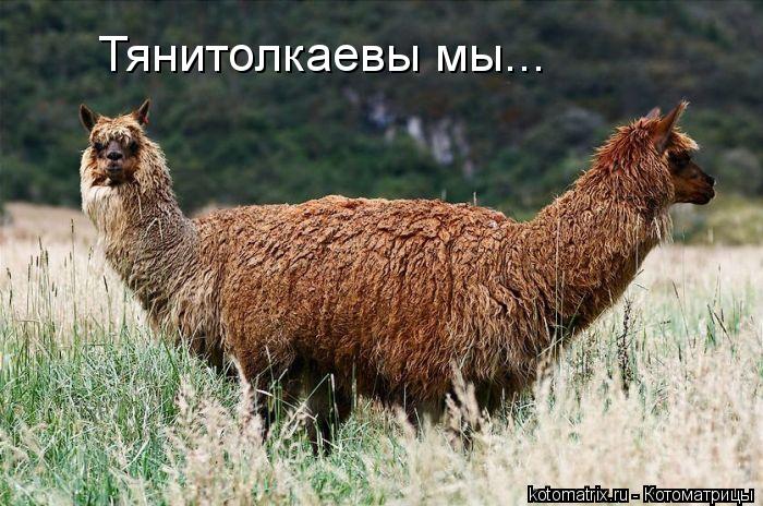 Тянитолкаевы мы...... Котоматрица: Тянитолкаевы мы...