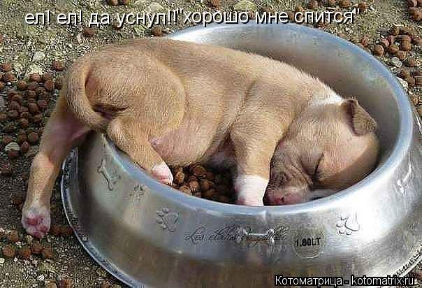 ел! ел! да уснул!! "хорошо мне спится"... Котоматрица: ел! ел! да уснул!! "хорошо мне спится"