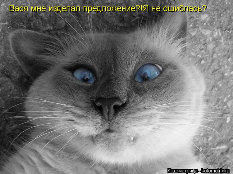 Вася мне изделал предложение?!Я не ошиблась?... Котоматрица: Вася мне изделал предложение?!Я не ошиблась?