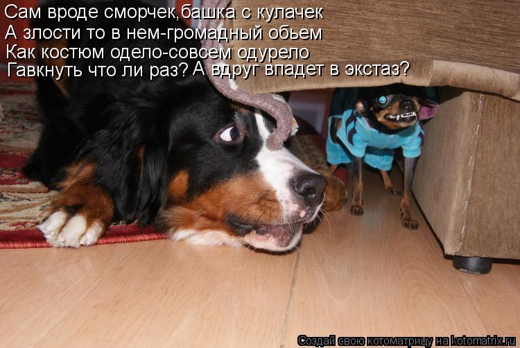 Сам вроде сморчек,башка с кулачек А злости то в нем-громадный обьем Как костюм одело-совсем одурело Г... Котоматрица: Сам вроде сморчек,башка с кулачек А злости то в нем-громадный обьем Как костюм одело-совсем одурело Гавкнуть что ли раз? А вдруг впадет в экс