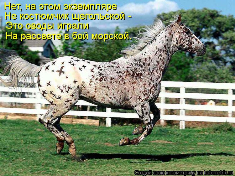 Нет, на этом экземпляре Не костюмчик щегольской - Это оводы играли На рассвете в бой морской.... Котоматрица: Нет, на этом экземпляре Не костюмчик щегольской - Это оводы играли На рассвете в бой морской.