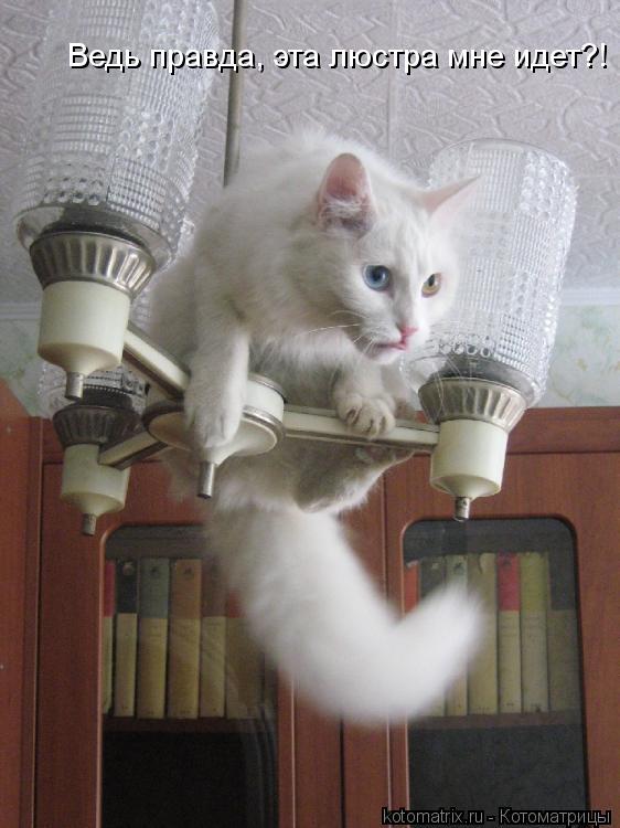Ведь правда, эта люстра мне идет?!... Котоматрица: Ведь правда, эта люстра мне идет?!