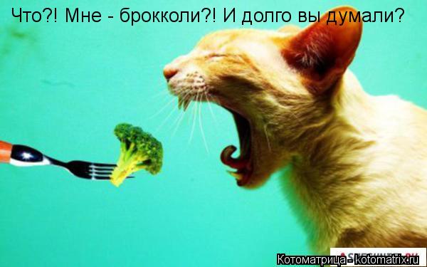 Что?! Мне - брокколи?! И долго вы думали?... Котоматрица: Что?! Мне - брокколи?! И долго вы думали?