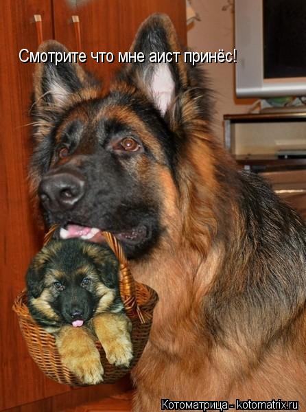 Смотрите что мне аист принёс!... Котоматрица: Смотрите что мне аист принёс!