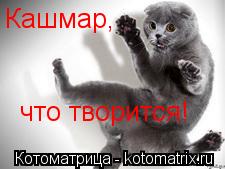 Кашмар, что творится!... Котоматрица: Кашмар, что творится!