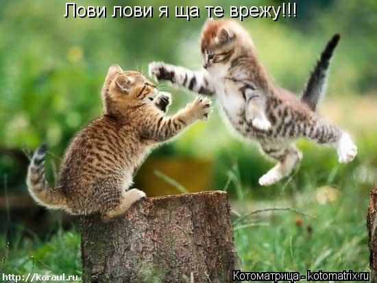 Лови лови я ща те врежу!!!... Котоматрица: Лови лови я ща те врежу!!!
