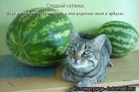Сладкий котёнок. Всех детей в капусте находят, а мои родители меня в арбузах.... Котоматрица: Сладкий котёнок. Всех детей в капусте находят, а мои родители меня в арбузах.