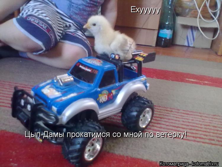 Eхууууу Цып-Дамы прокатимся со мной по ветерку!... Котоматрица: Eхууууу Цып-Дамы прокатимся со мной по ветерку!
