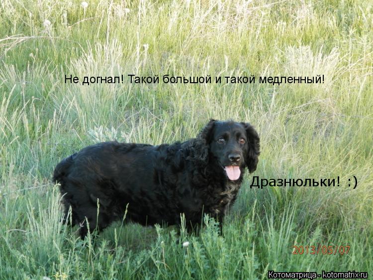 Не догнал! Такой большой и такой медленный! Дразнюльки! :)... Котоматрица: Не догнал! Такой большой и такой медленный! Дразнюльки! :)