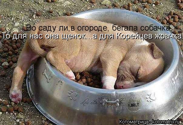 Во саду ли,в огороде, бегала собачка. То для нас она щенок...а для Корейцев жрачка!!!!... Котоматрица: Во саду ли,в огороде, бегала собачка. То для нас она щенок...а для Корейцев жрачка!!!!