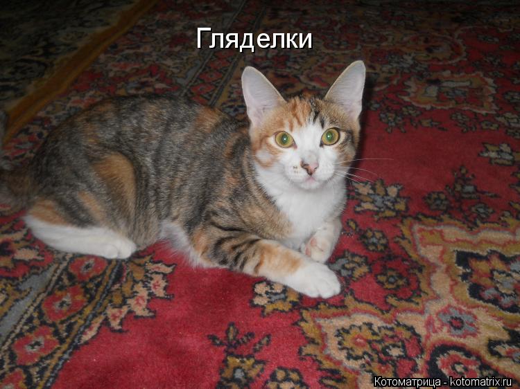 Гляделки... Котоматрица: Гляделки