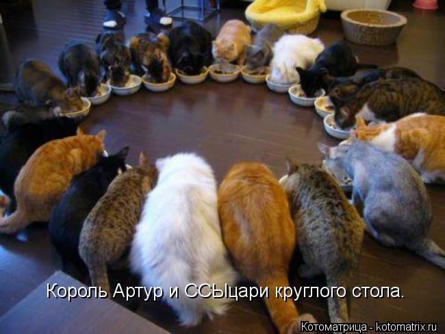Король Артур и ССЫцари круглого стола.... Котоматрица: Король Артур и ССЫцари круглого стола.
