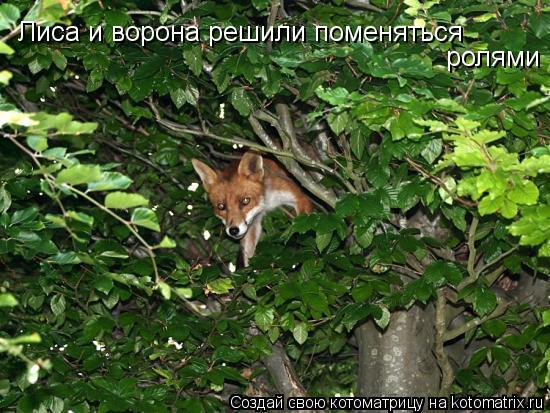 Лиса и ворона решили поменяться ролями... Котоматрица: Лиса и ворона решили поменяться ролями