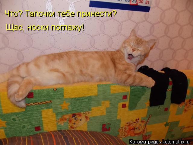 Что? Тапочки тебе принести? Щас, носки поглажу!... Котоматрица: Что? Тапочки тебе принести? Щас, носки поглажу!
