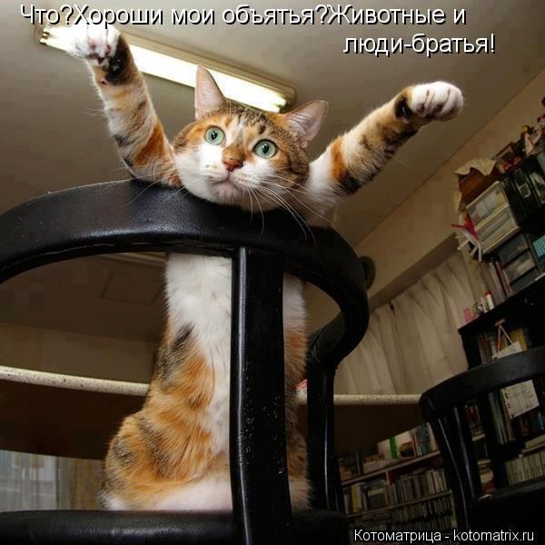 Что?Хороши мои объятья?Животные и люди-братья!... Котоматрица: Что?Хороши мои объятья?Животные и люди-братья!