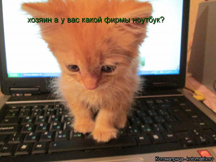 хозяин а у вас какой фирмы ноутбук?... Котоматрица: хозяин а у вас какой фирмы ноутбук?