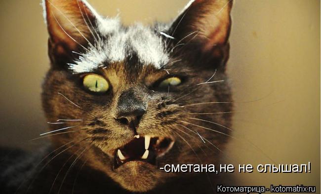 -сметана,не не слышал!... Котоматрица: -сметана,не не слышал!