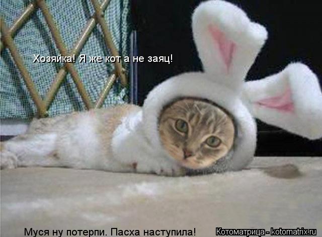 Хозяйка! Я же кот а не заяц! Муся ну потерпи. Пасха наступила! Муся ну потерпи. Пасха наступила! Муся... Котоматрица: Хозяйка! Я же кот а не заяц! Муся ну потерпи. Пасха наступила! Муся ну потерпи. Пасха наступила! Муся ну потерпи. Пасха наступила!