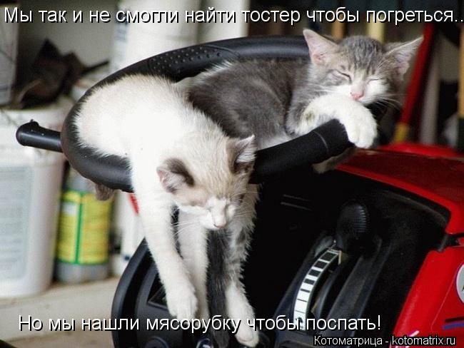 Мы так и не смогли найти тостер чтобы погреться... Но мы нашли мясорубку чтобы поспать!... Котоматрица: Мы так и не смогли найти тостер чтобы погреться... Но мы нашли мясорубку чтобы поспать!