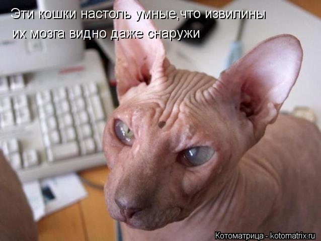 Эти кошки настоль умные,что извилины их мозга видно даже снаружи... Котоматрица: Эти кошки настоль умные,что извилины их мозга видно даже снаружи