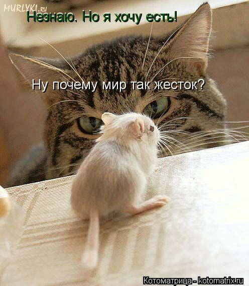 Ну почему мир так жесток? Незнаю. Но я хочу есть! Незнаю. Но я хочу есть! Незнаю. Но я хочу есть!... Котоматрица: Ну почему мир так жесток? Незнаю. Но я хочу есть! Незнаю. Но я хочу есть! Незнаю. Но я хочу есть!