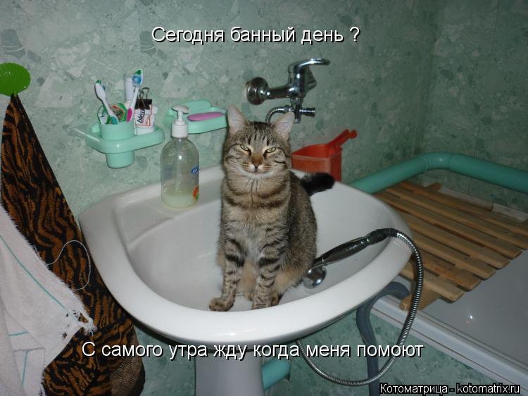 С самого утра жду когда меня помоют Сегодня банный день ?... Котоматрица: С самого утра жду когда меня помоют Сегодня банный день ?