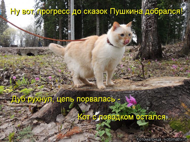 Ну вот, прогресс до сказок Пушкина добрался! Дуб рухнул, цепь порвалась - Кот с поводком остался...... Котоматрица: Ну вот, прогресс до сказок Пушкина добрался! Дуб рухнул, цепь порвалась - Кот с поводком остался...