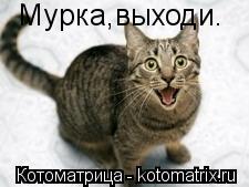 Мурка,выходи.... Котоматрица: Мурка,выходи.